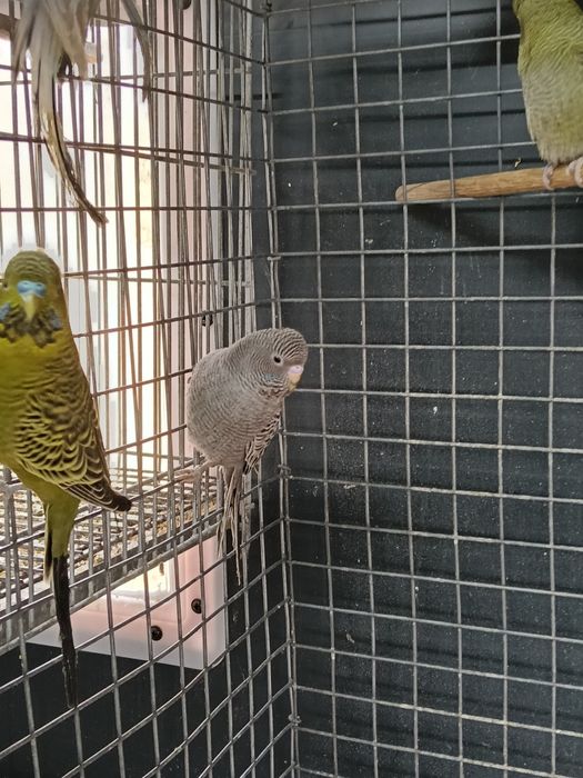 Piriquitos blakface e asas negras