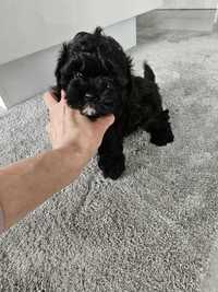 Dziewczynka Maltipoo Black !