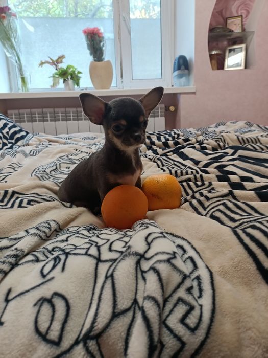 Мінічкі чихуашечки