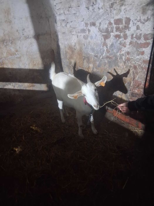 Sprzedam koze jest pszyjazna