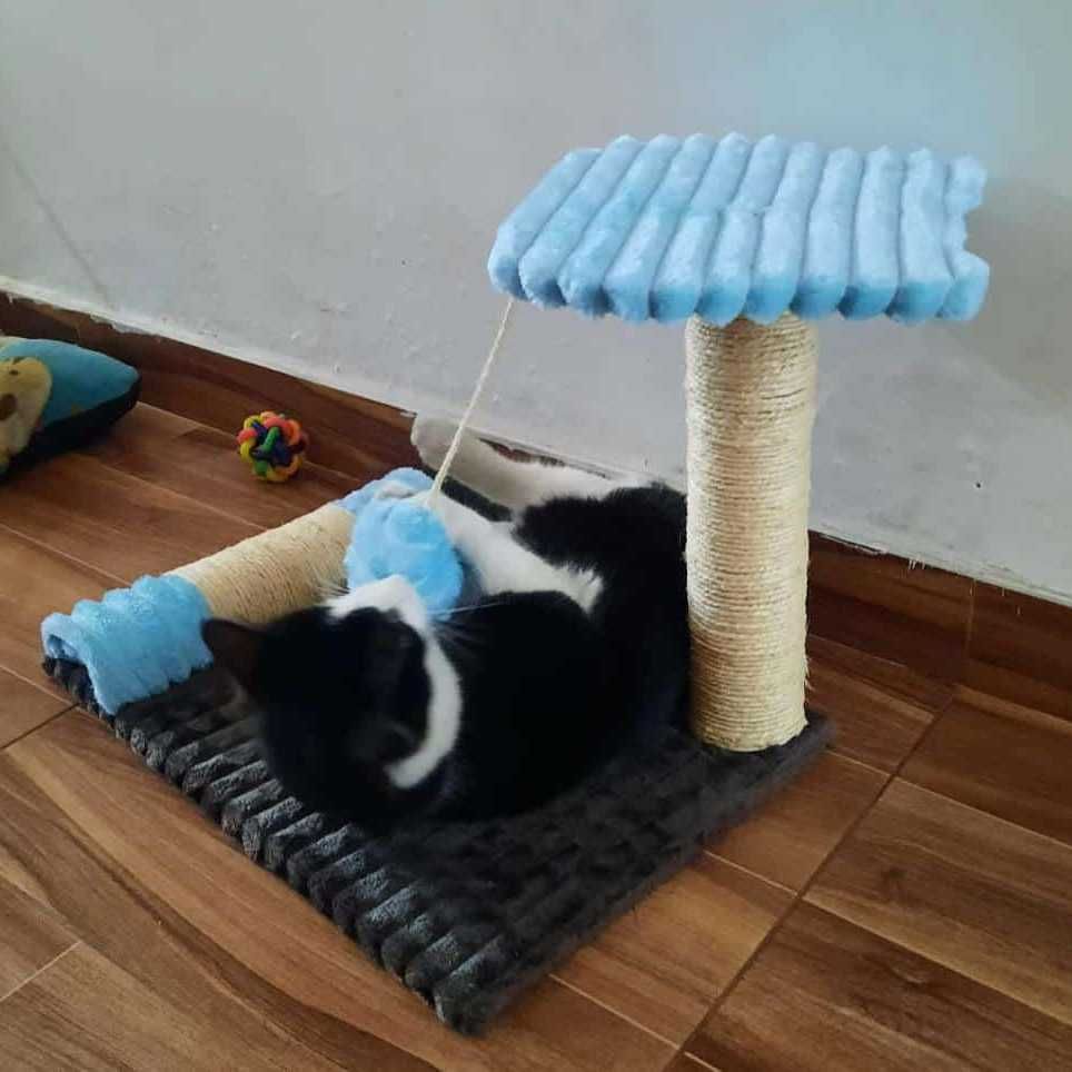 Arranhadores, camas, casas e comedouros únicos para mimar o teu pet!