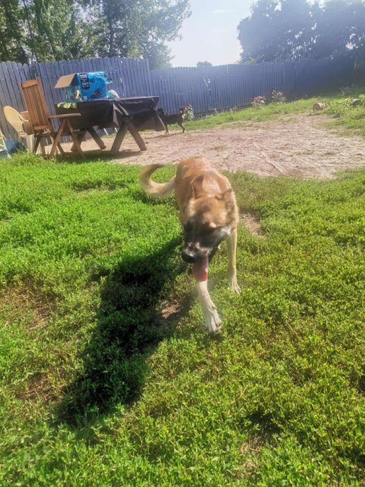 Oddam za darmo, do adopcji- Śliczna Funia szuka domu