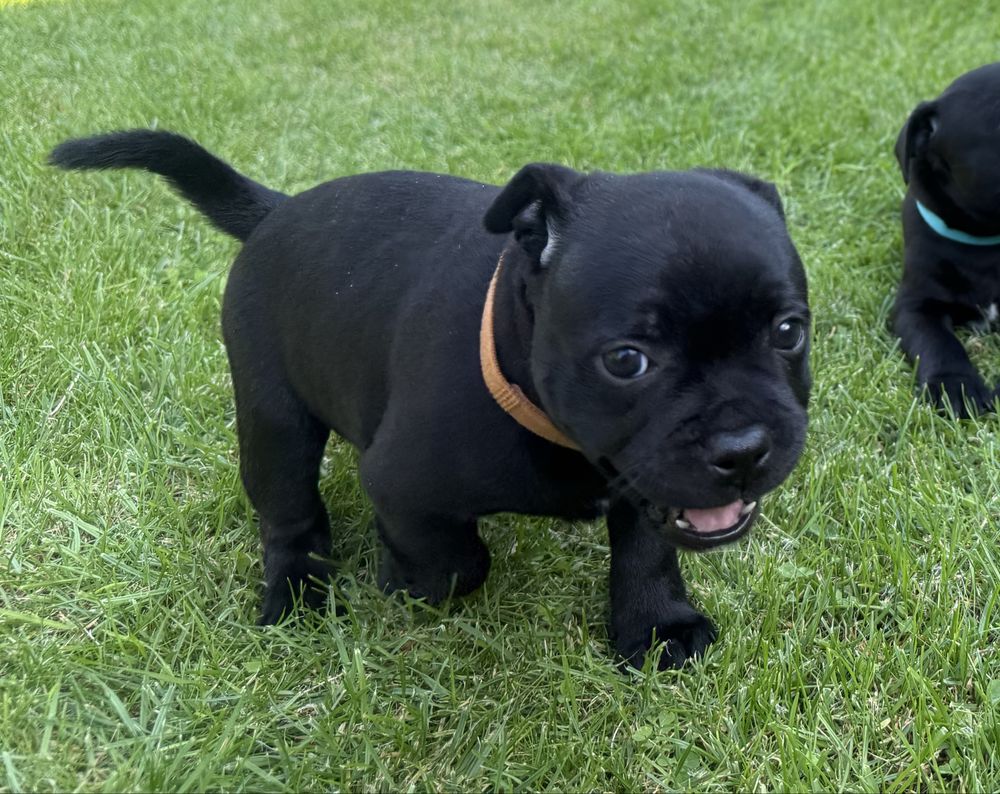 Stafik Staffordshire Bull Terrier ZKwP