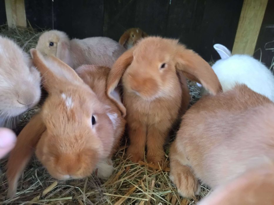 króliki belgi, barany, kalifornijskie