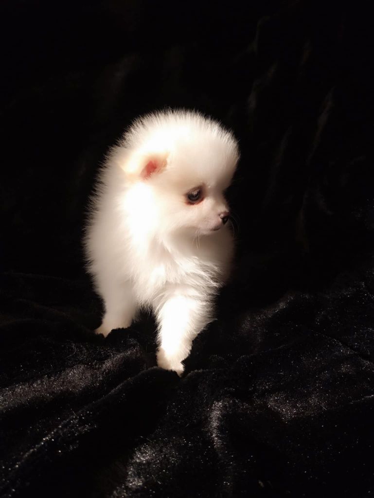 Szpic miniaturowy