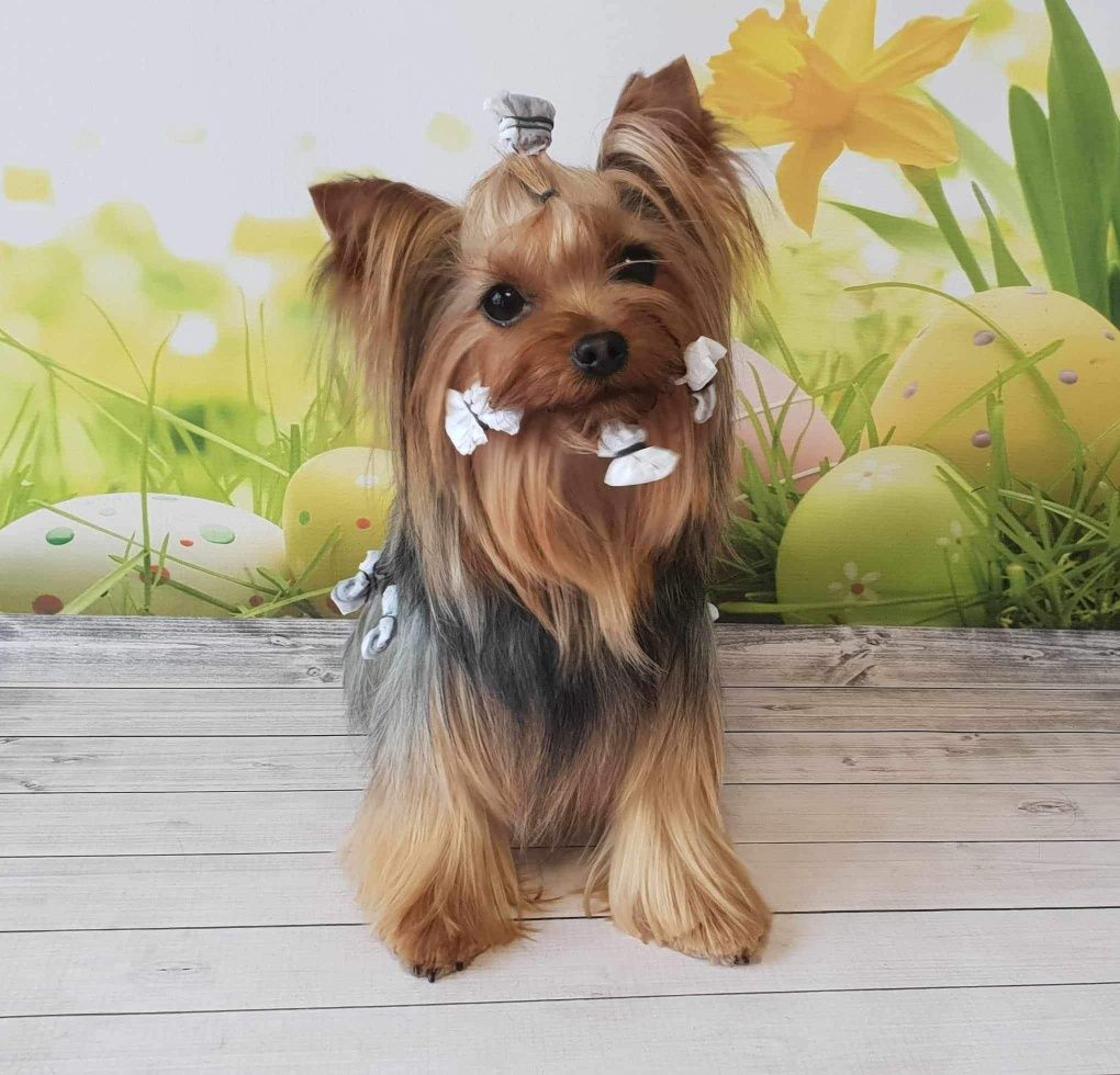 Yorkshire Terrier ZKwP/FCI