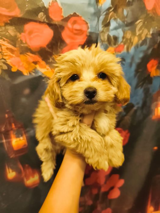 Maltipoo XXS chłopiec badania genetyczne rodowód pudel toy maltańczyk
