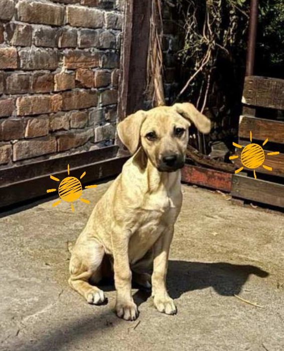 Цуценята  метиси лабрадора 3міс.ДНІПРО