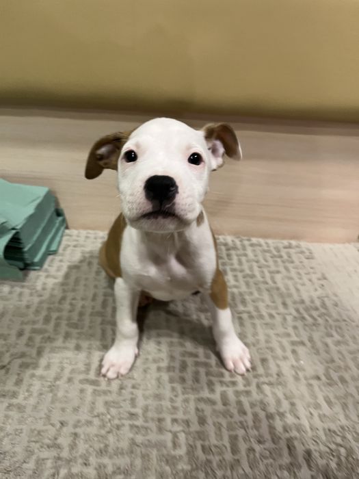 Цуценята амстаффа