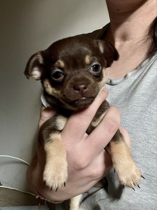 Sunia chihuahua krótkowłosa  czekoladowa