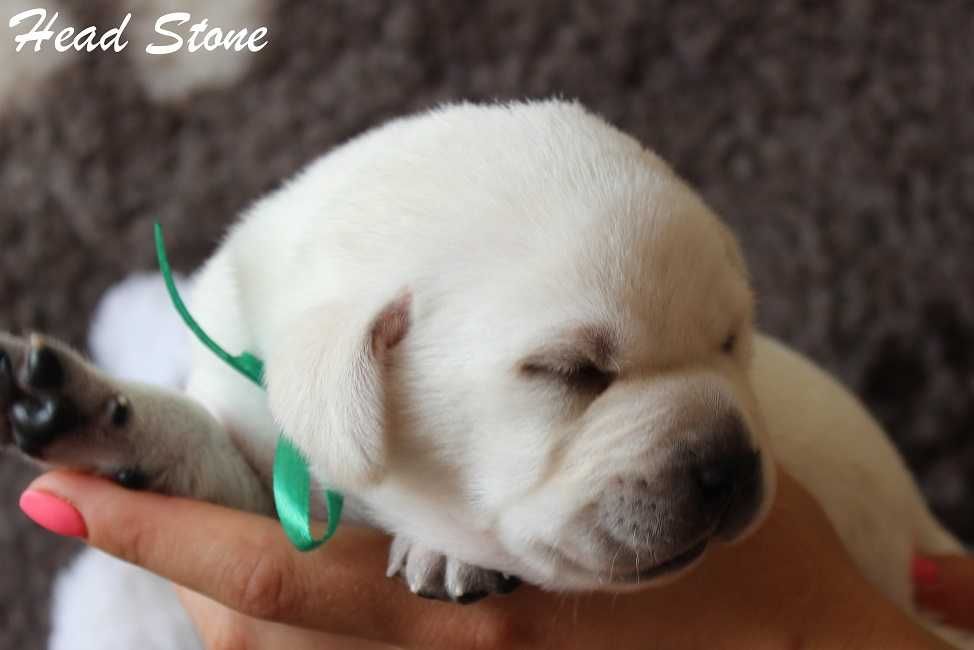 Щенки Лабрадора ретривера