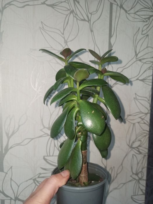 Продам грошове дерево різних розмірів,25-250