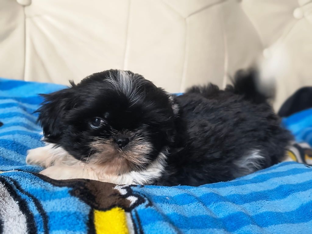 Shih tzu gotowy.  do  odbioru