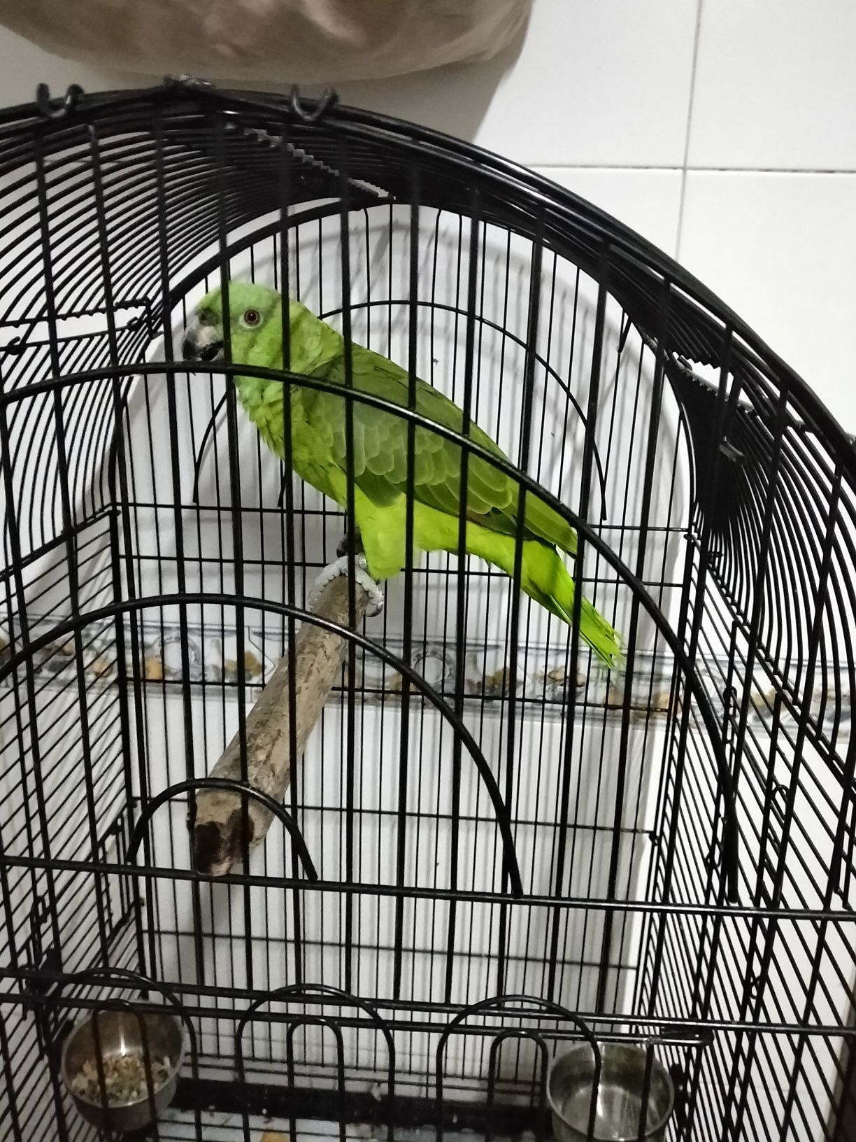 Papagaio com gaiola