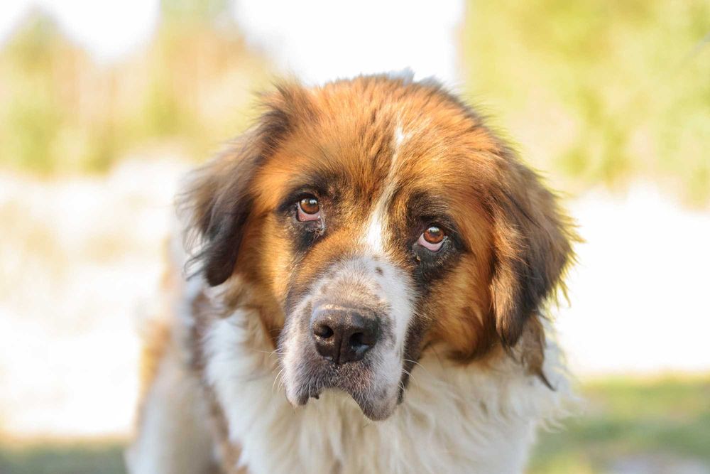 BOYRON - smutny, łagodny olbrzym w typie bernardyna