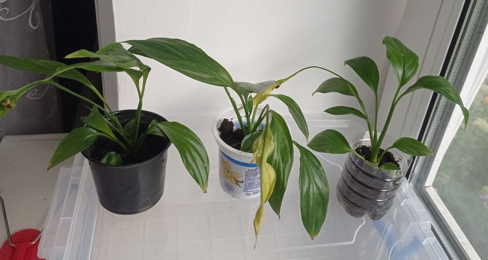 Спатифіліум квіти