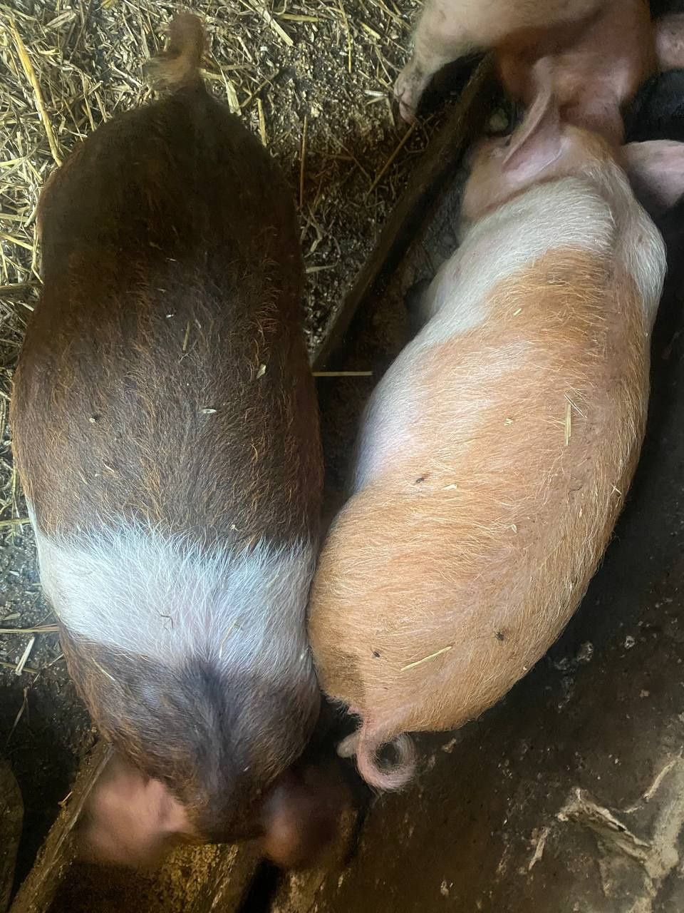 Свині поросята Червоно білопояса кнур свиноматки