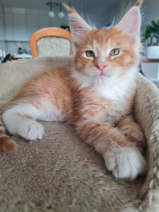 Maine coon Kocurek Astro