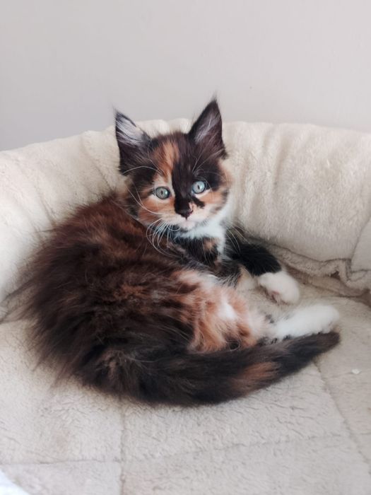 Kotka Maine Coon Rodowód FPL
