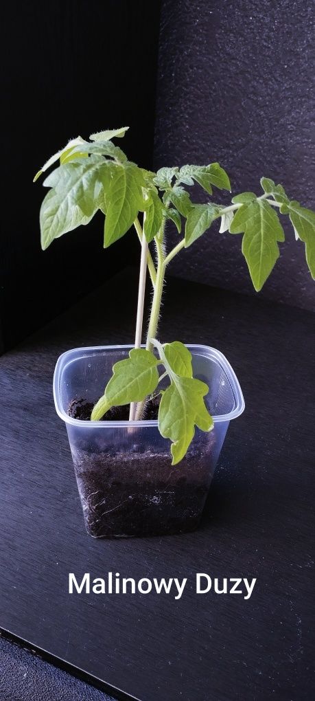 Sadzonki Pomidora