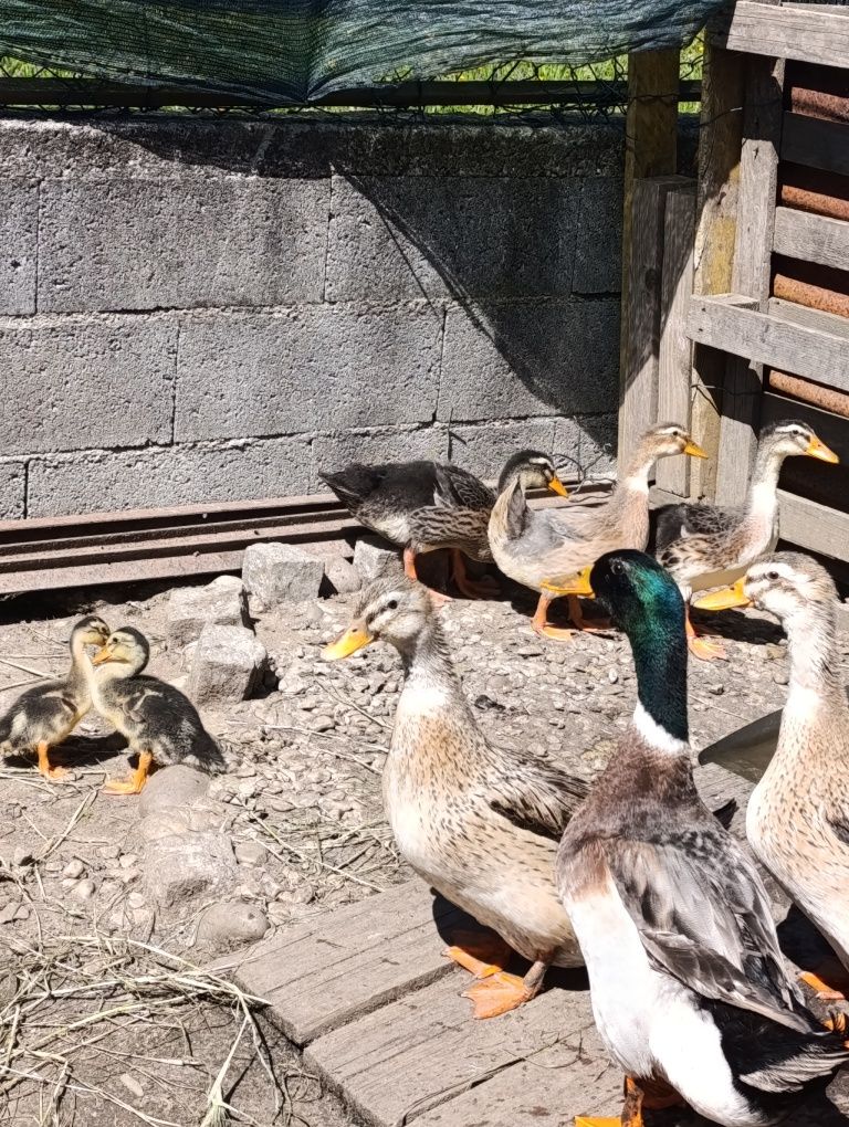 Vendo patos Ruan , também ovos para incubação