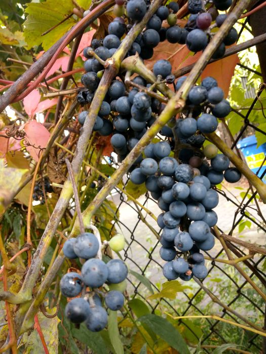 Winogrona prosto z krzaka odbiór w Pruszkowie