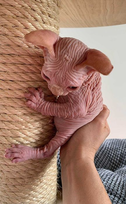 Шкіряний хлопчик. Топ ексклюзив.