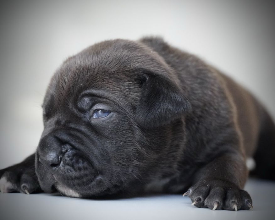 American Bully XL ABKC