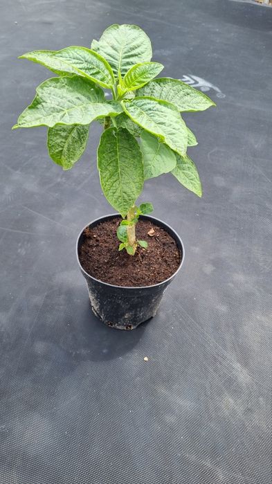 Datura, Brugmansja różowa pełna, odmiana Frandise