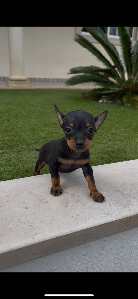 Pinscher  miniatura .. fêmea