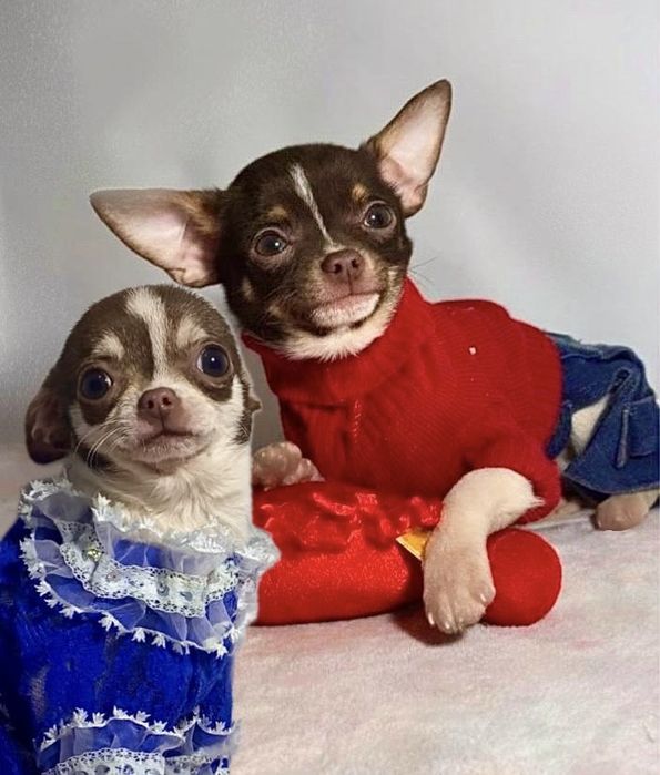 Розумні карапузики міні чихуахуа