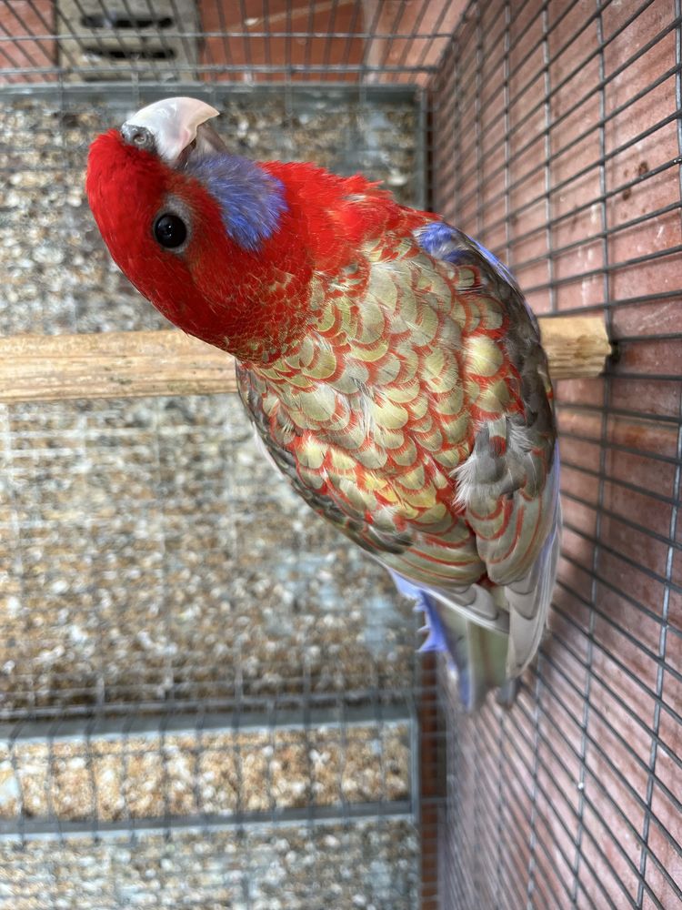 Rosela Pennant Cinnamon