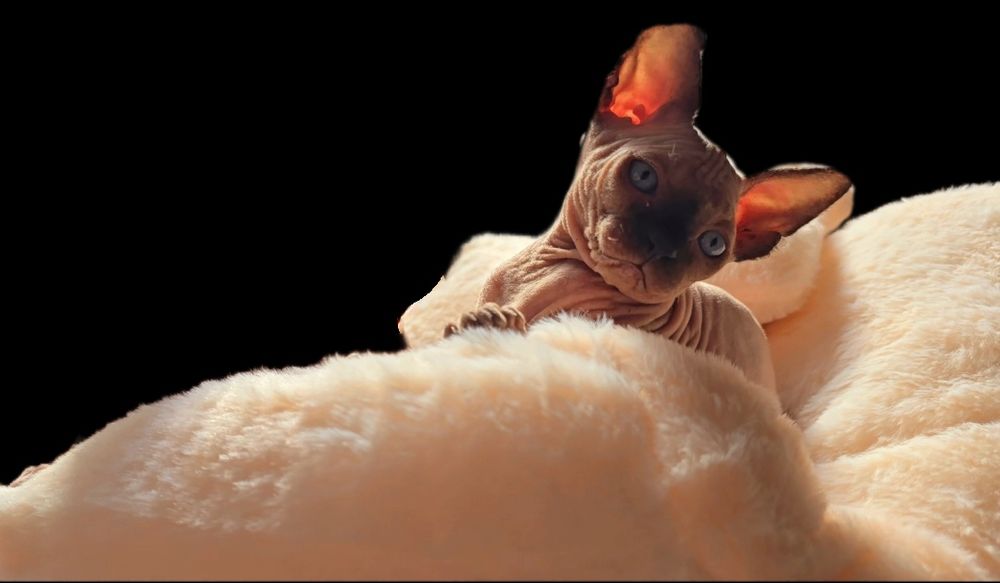 Kot sfinks przepiękny z niebieskimi oczkami