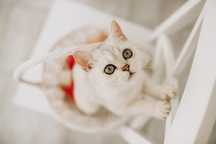 Menino Brittish  shorthair