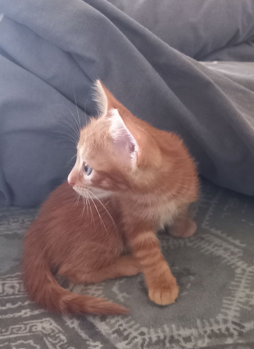 Котик в добрі руки.