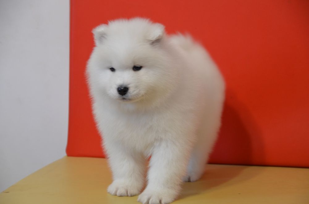 Samoyed ZKwP FCI