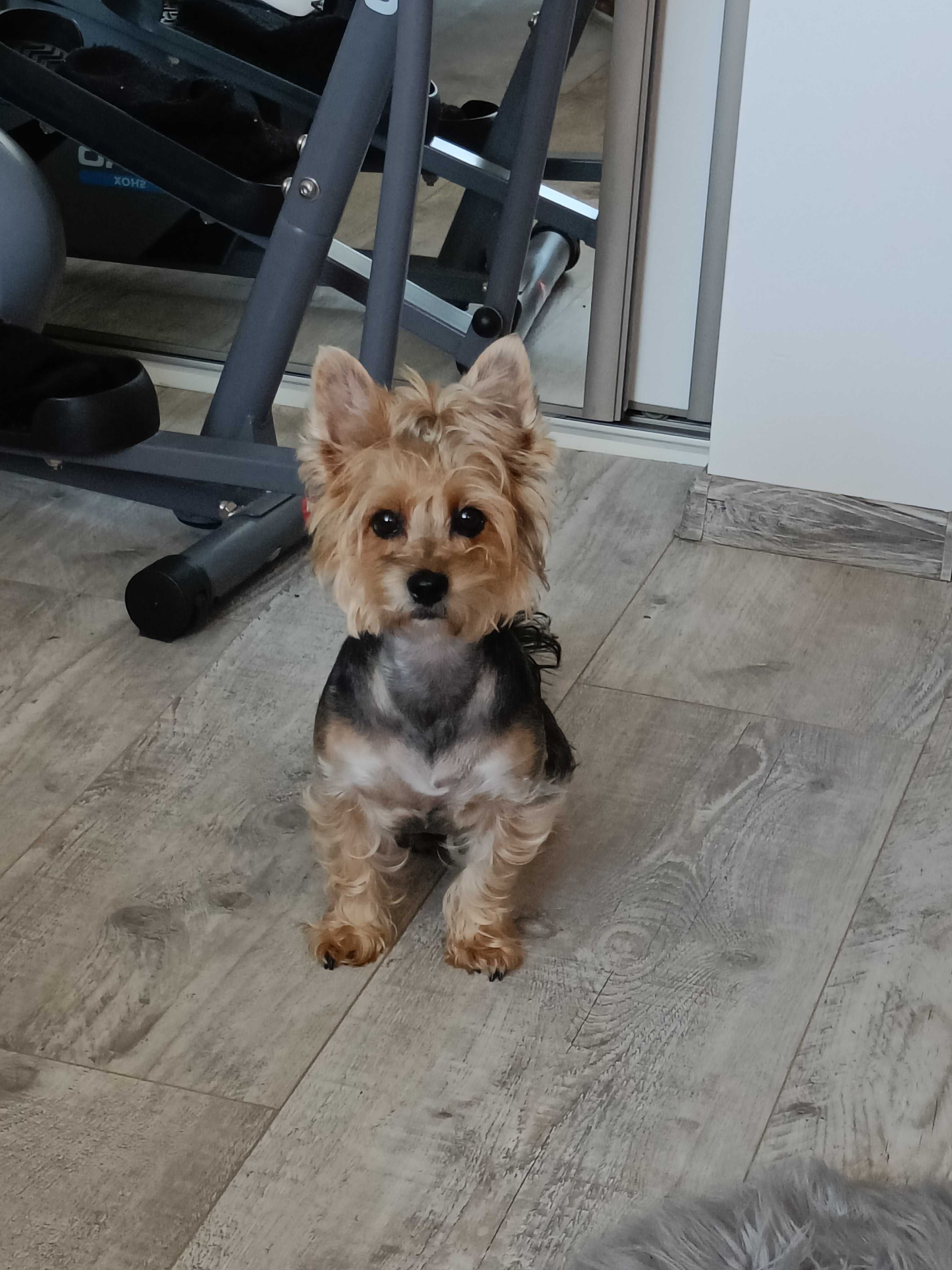 Szczeniak Yorkshire Terrier