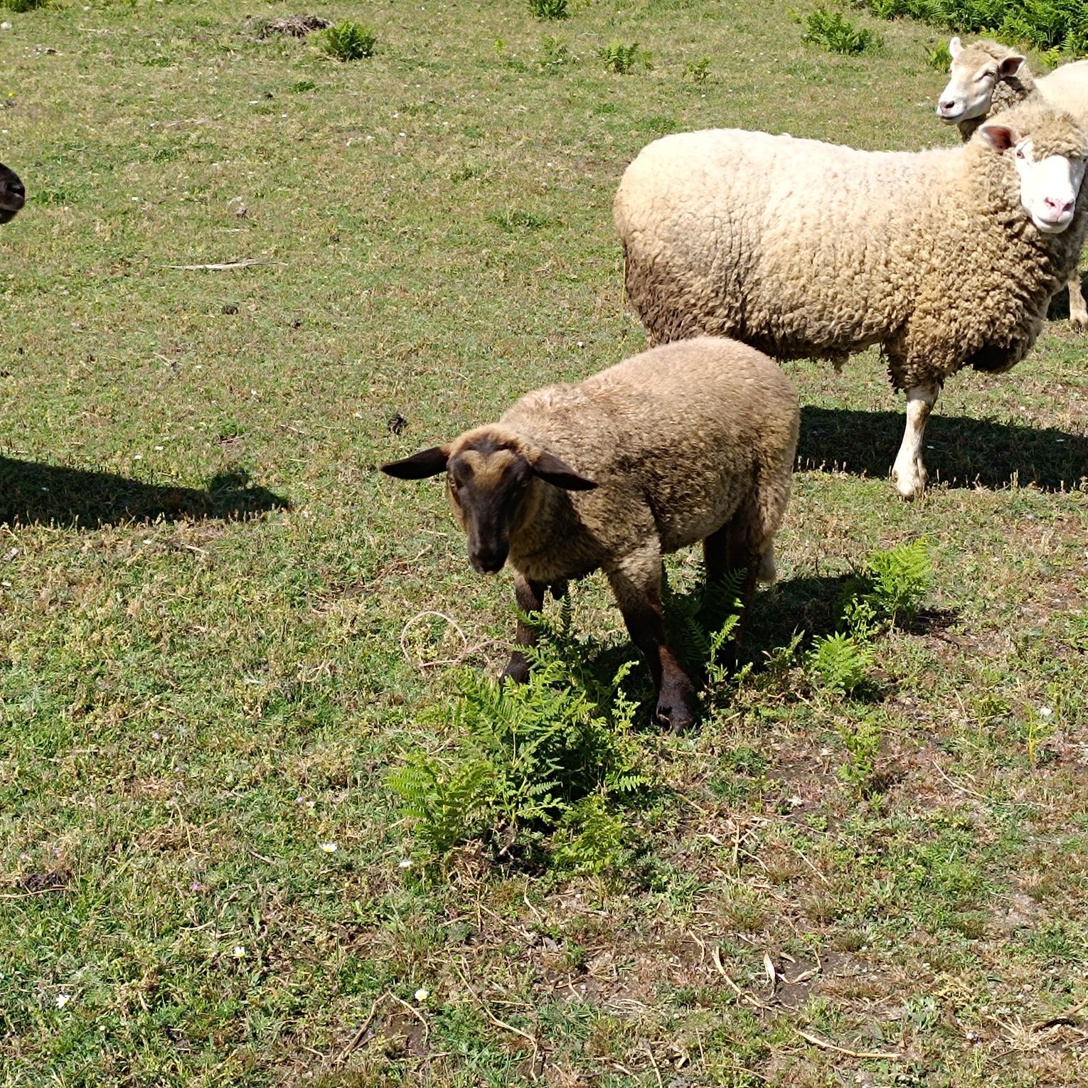 5 ovelhas para vender, 2 borregos e 2 borregos para dispensar