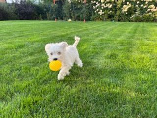 sznaucer miniaturowy miniatura sznupek biały samiec sunia suczka pies