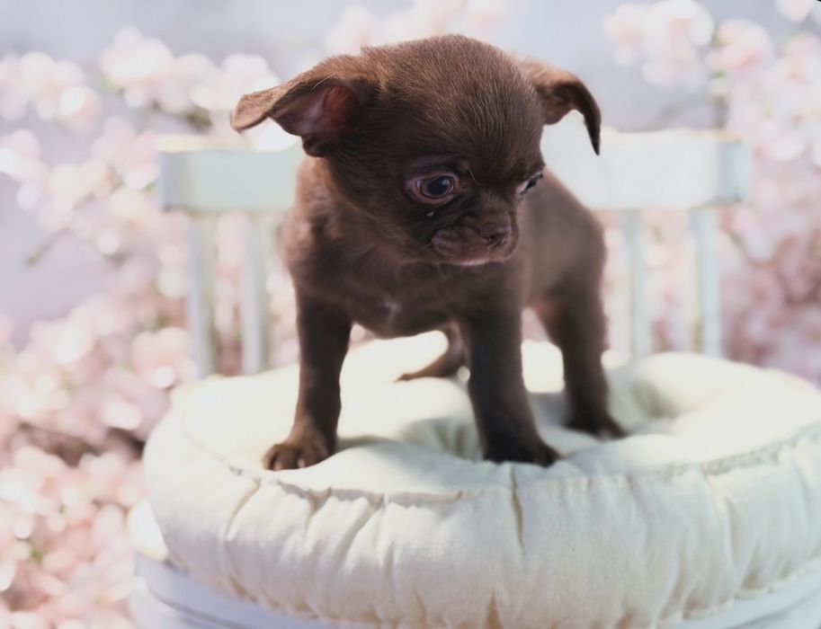 ***GOTOWY DO ODBIORU Czekoladowy maluszek chihuahua***