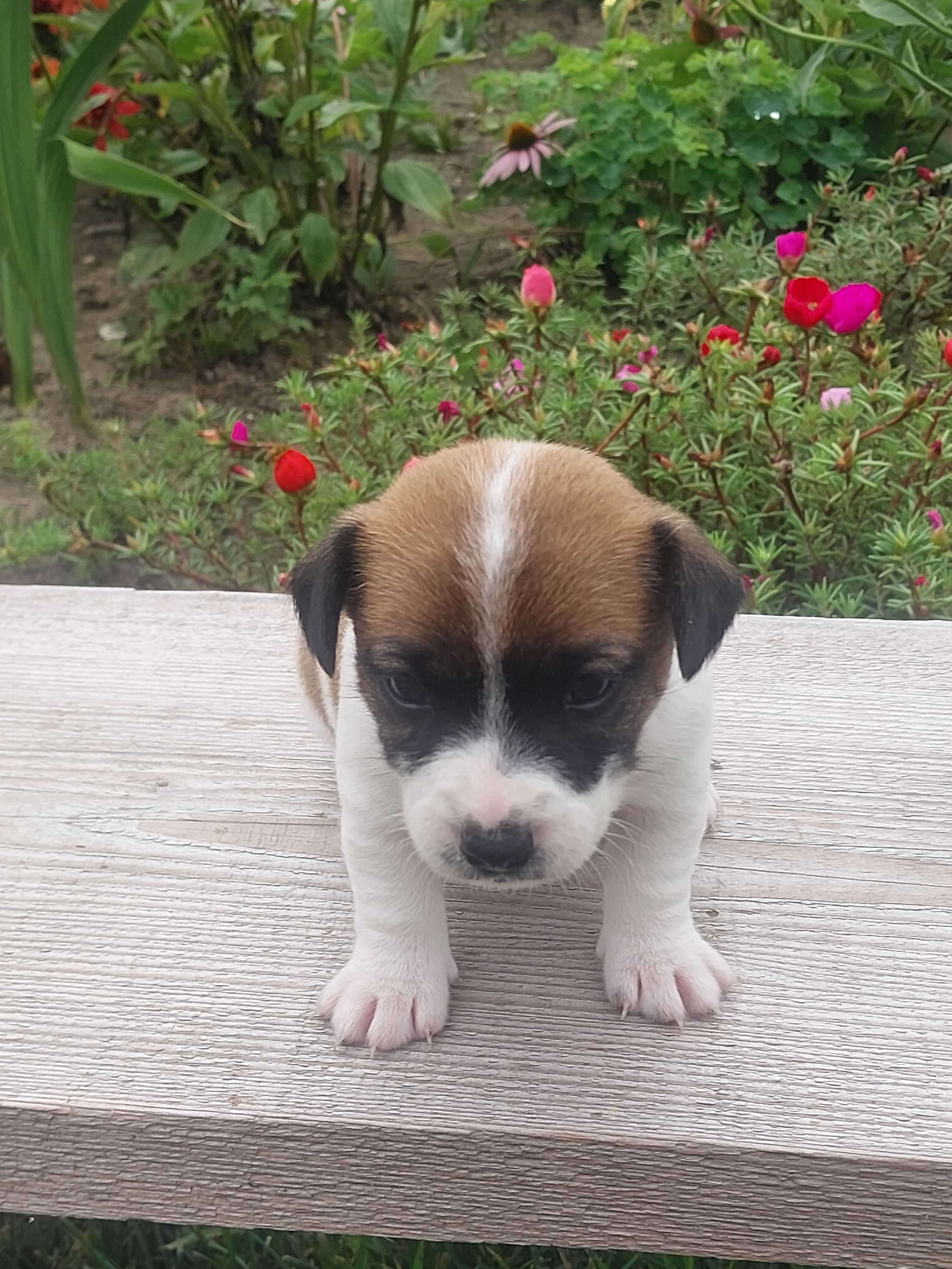Suczka Jack Russell Terrier