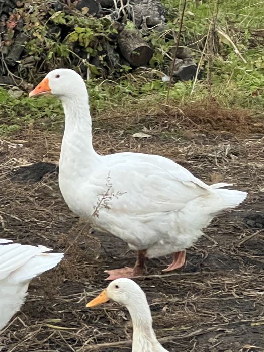 Мамути. Гусаки Мамути