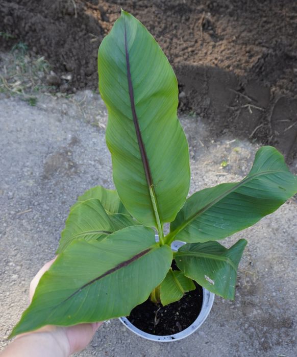 Banan Musa Basjo Bananowiec