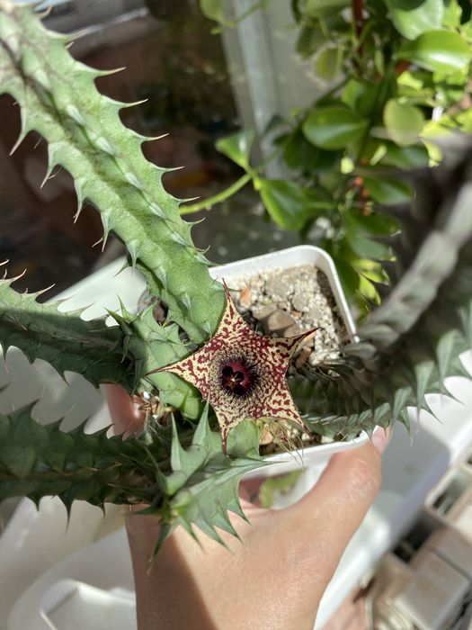 Гуэрния, ластовневые. Гуернія Ольга. Орбея, стапелія