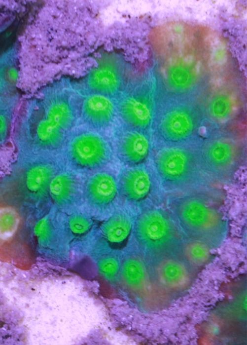 Cyphastrea Deep Green Szczczepka Morskie Koralowce