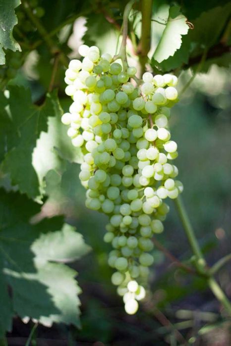 Продам саженцы винограда. В наличии 34 сорта и гибридных форм.