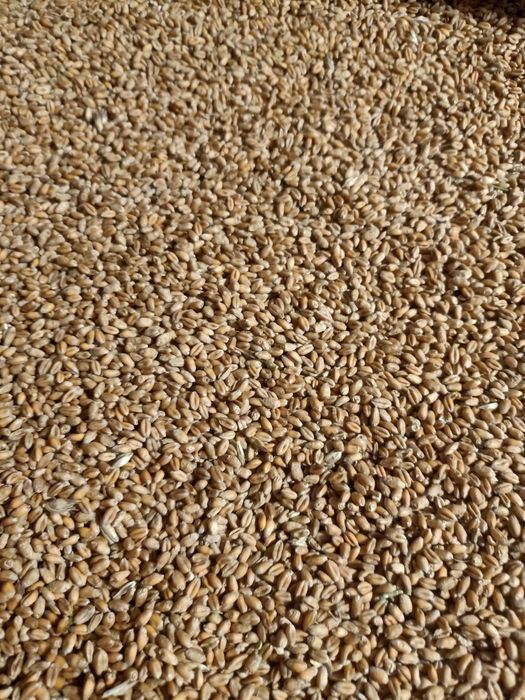 Pszenica ozima Euforia Angelus