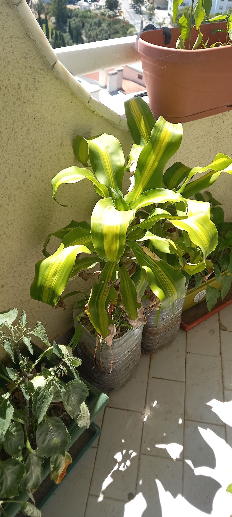 Plantas naturais interior e exterior