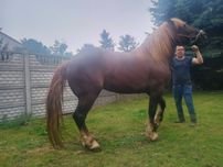 Sprzedam kobyłe 6 lat księga główna