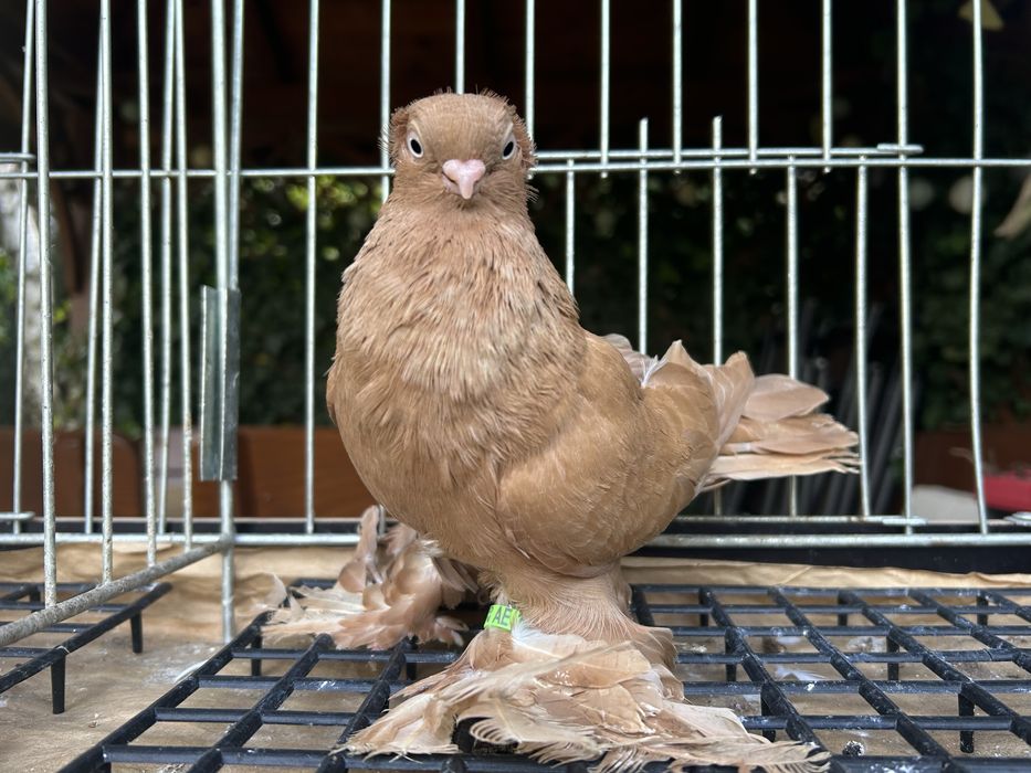 Gołębie ozdobne. Wywrotek suwalski (mazurski) samiczka 2025r